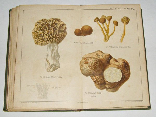 Gotthold Hahn - Der Pilzsammler ~ 1890