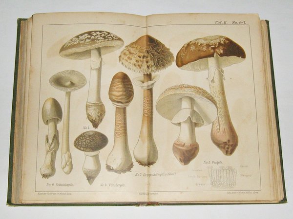 Gotthold Hahn - Der Pilzsammler ~ 1890