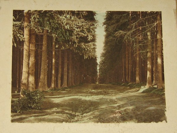 großes, coloriertes Foto "Waldweg" um 1910